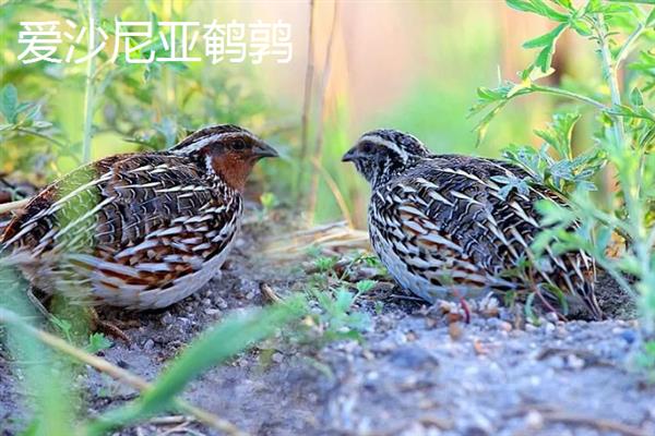 鹌鹑的产蛋数量，每天下一次且每次产一枚