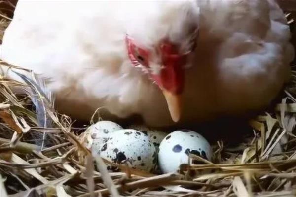 鹌鹑的产蛋数量，每天下一次且每次产一枚