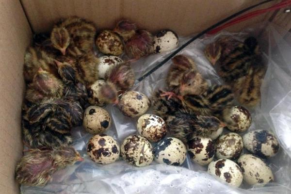 鹌鹑的产蛋数量，每天下一次且每次产一枚