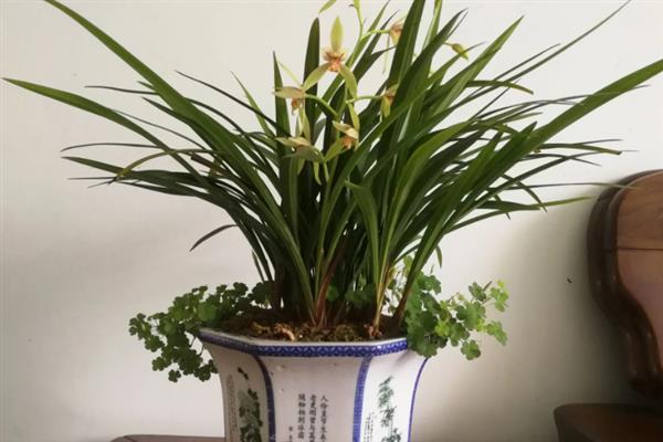 兰草花的养殖方法，春秋两季可以2-3天浇水一次