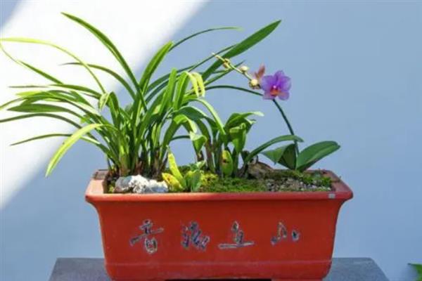兰草花的养殖方法，春秋两季可以2-3天浇水一次