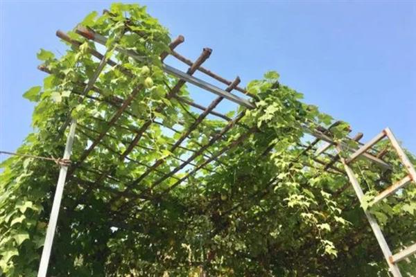 佛手瓜可以保存多久，可以保存1-2周
