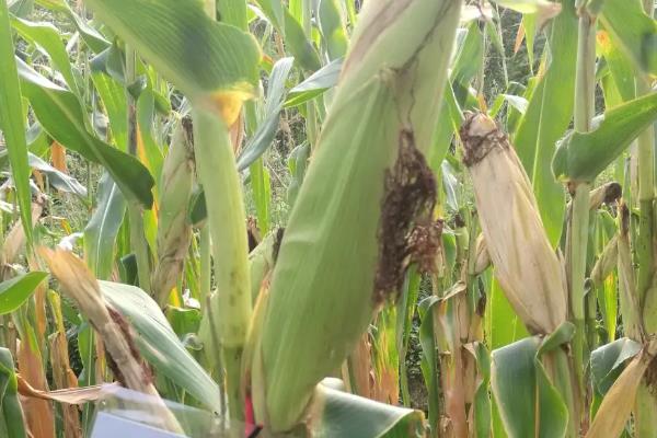 凉玉968玉米品种简介，春播平均生育期113.4天