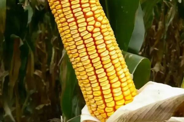 金玉388玉米品种简介,为高淀粉品种