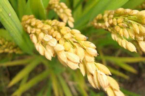 早香优丝苗水稻品种的特性，该品种基部叶叶鞘绿色