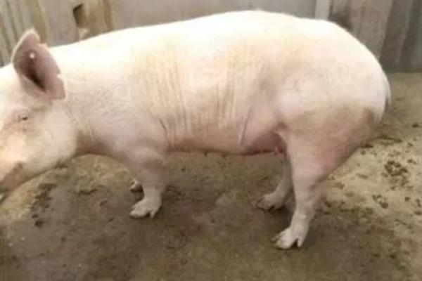 母猪为什么会便秘，大多是饲喂不当、环境突变、饮水不足等因素所致