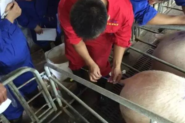 母猪为什么会便秘，大多是饲喂不当、环境突变、饮水不足等因素所致