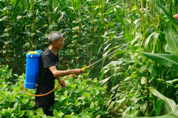 玉米封闭除草剂打完下雨有影响吗，取决于雨的大小
