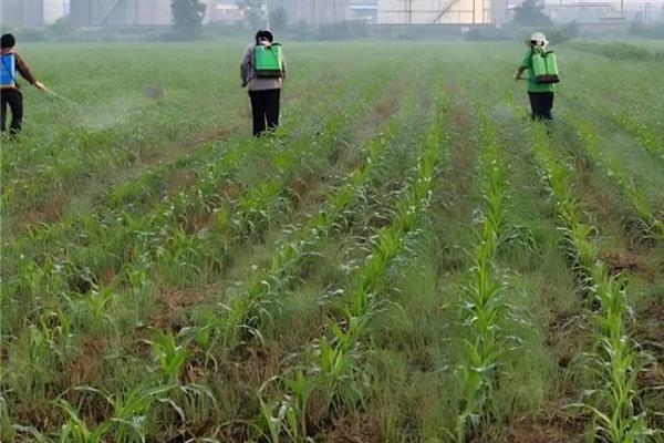 玉米封闭除草剂打完下雨有影响吗，取决于雨的大小