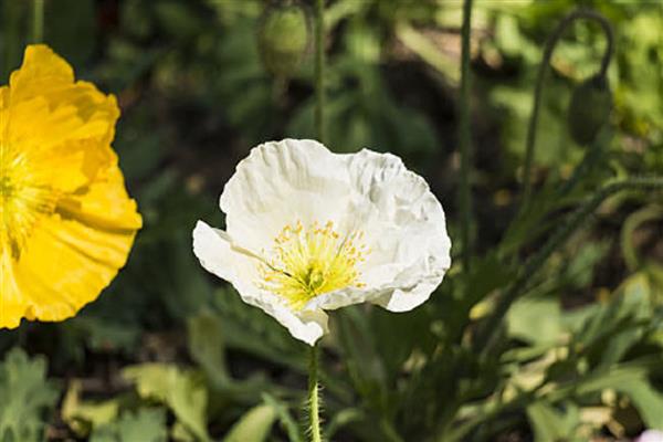 白色虞美人的花语，寓意安慰、慰问等
