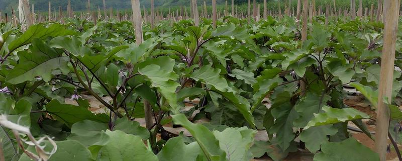 茄子施什么肥料，多使用农家肥