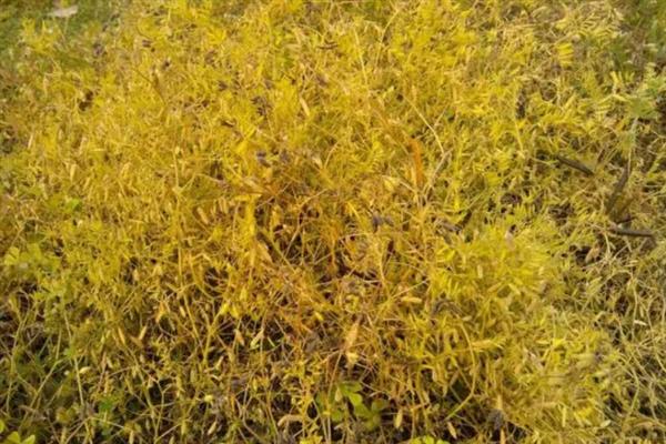 麦黄草的简介，属于多年生沉水草本植物