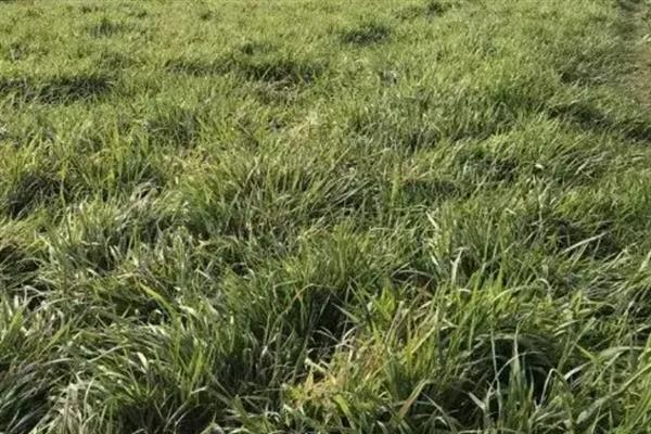 麦黄草的简介，属于多年生沉水草本植物