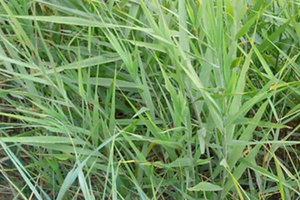 麦黄草的简介，属于多年生沉水草本植物