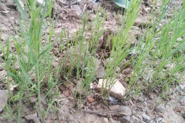 麦黄草的简介，属于多年生沉水草本植物