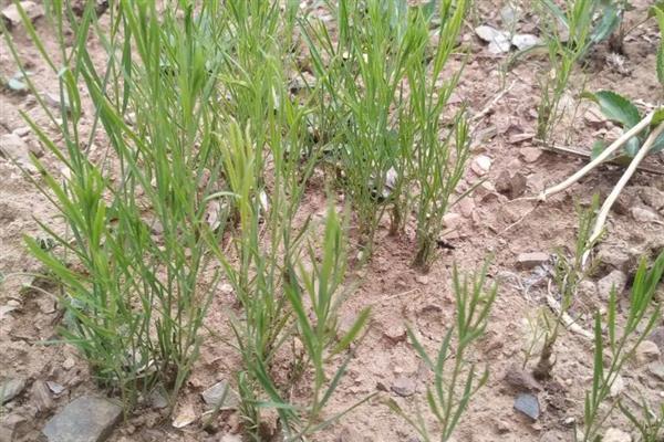 麦黄草的简介，属于多年生沉水草本植物