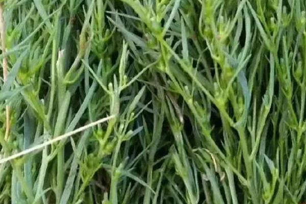 麦黄草的简介，属于多年生沉水草本植物