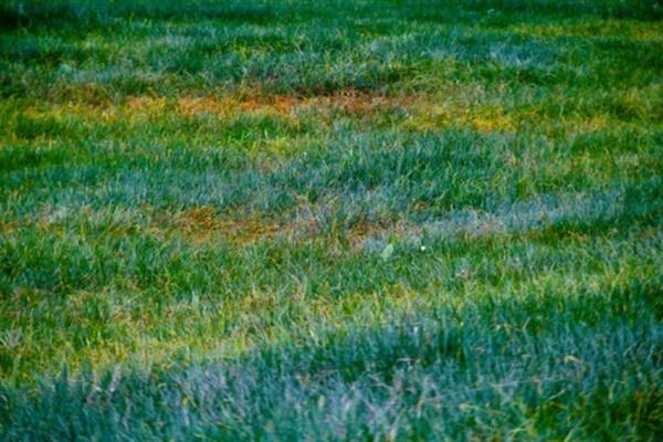 麦黄草的简介，属于多年生沉水草本植物