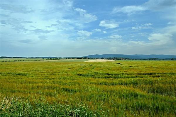 麦黄草的简介，属于多年生沉水草本植物