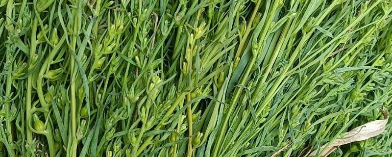 麦黄草的简介，属于多年生沉水草本植物