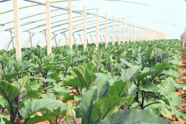 茄子施什么肥料，多使用农家肥