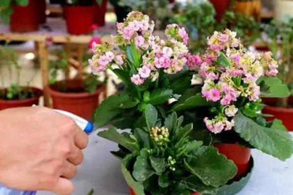 长寿花起腻虫的解决方法，及时剪掉腐烂的叶片防传染