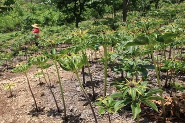 重楼如何种植,通常在3-4月份进行播种