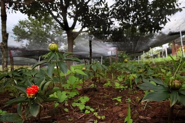 重楼如何种植,通常在3-4月份进行播种