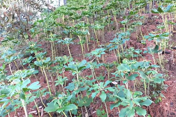 重楼如何种植,通常在3-4月份进行播种