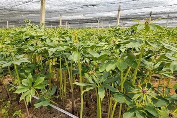 重楼如何种植,通常在3-4月份进行播种