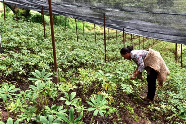重楼如何种植,通常在3-4月份进行播种