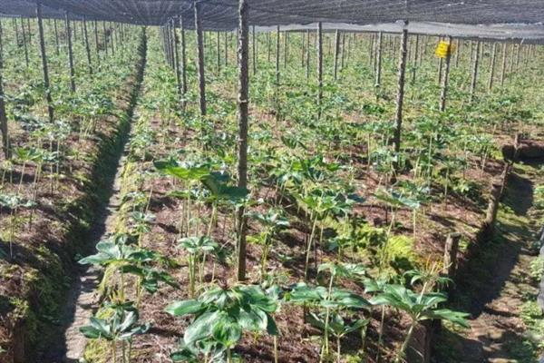 重楼如何种植,通常在3-4月份进行播种