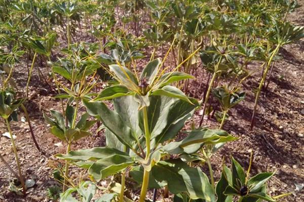 重楼如何种植,通常在3-4月份进行播种