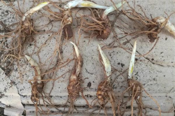 重楼如何种植,通常在3-4月份进行播种