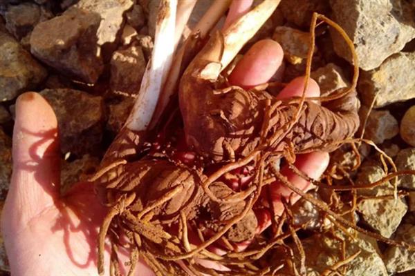 重楼如何种植,通常在3-4月份进行播种