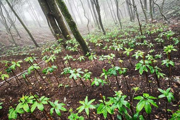 重楼如何种植,通常在3-4月份进行播种