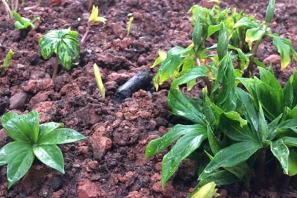 重楼如何种植,通常在3-4月份进行播种