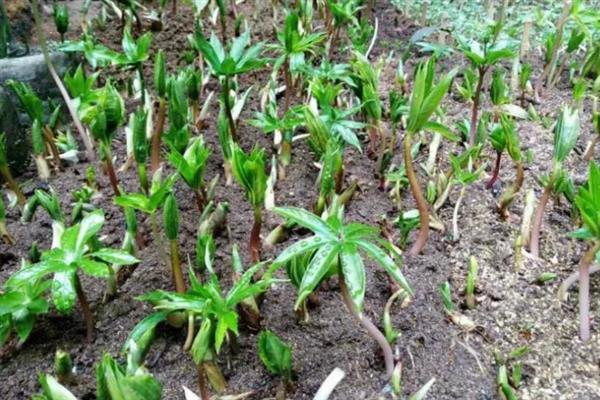 重楼如何种植,通常在3-4月份进行播种