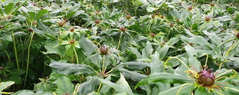 重楼如何种植，通常在3-4月份进行播种