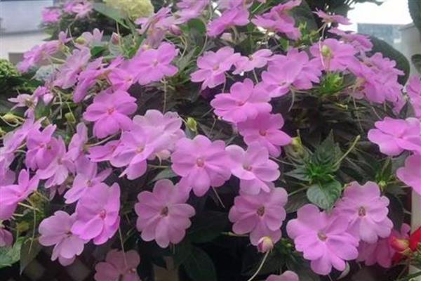凤仙花的存活时间，寿命通常只有一年