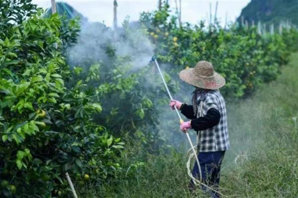 恶霉灵的适用病害，可有效防治花生白绢病、小麦纹枯病等