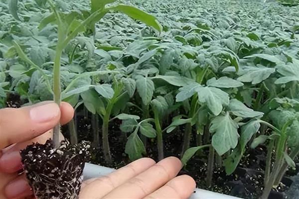 恶霉灵的适用病害，可有效防治花生白绢病、小麦纹枯病等