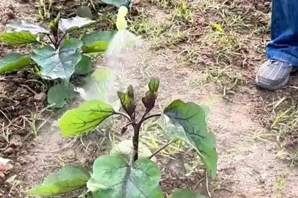 恶霉灵的适用病害，可有效防治花生白绢病、小麦纹枯病等