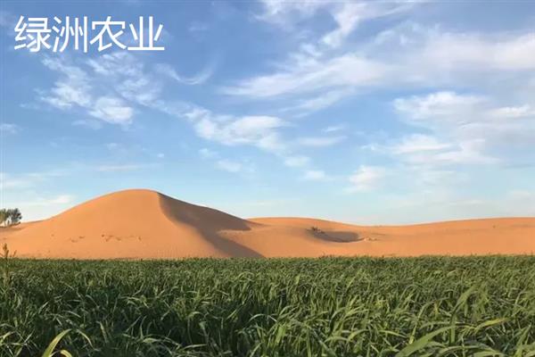 绿洲农业是生态农业吗，不属于生态农业
