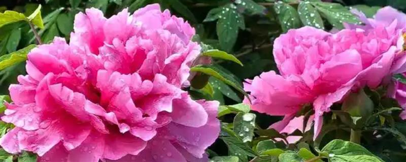 牡丹花的花语，寓意圆满富贵、难为情等