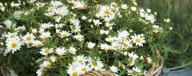养殖雏菊的方法，植株生长期间每个星期浇一次水