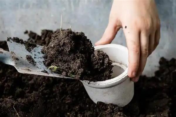 养殖雏菊的方法,植株生长期间每个星期浇一次水