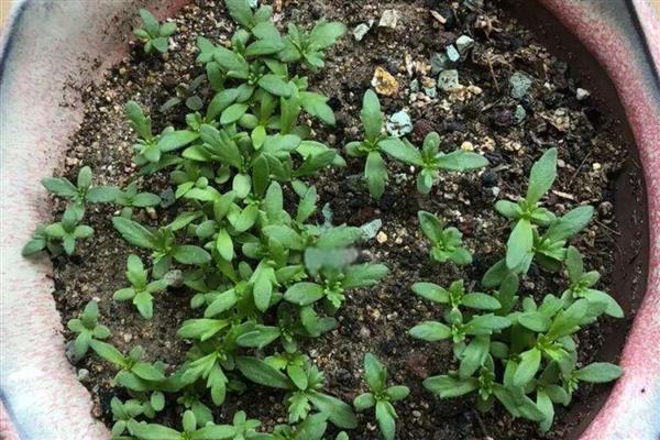 养殖雏菊的方法,植株生长期间每个星期浇一次水