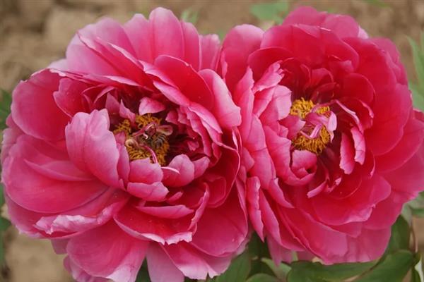 牡丹花的花语，寓意圆满富贵、难为情等