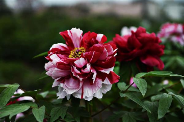 牡丹花的花语，寓意圆满富贵、难为情等